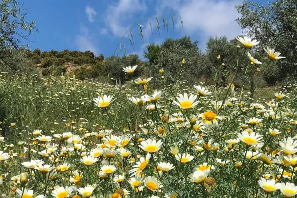 Penthouse Apartment, Cortijo Fruitful Hills 말라가 외부 사진