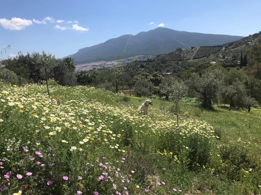 Penthouse Apartment, Cortijo Fruitful Hills 말라가 외부 사진